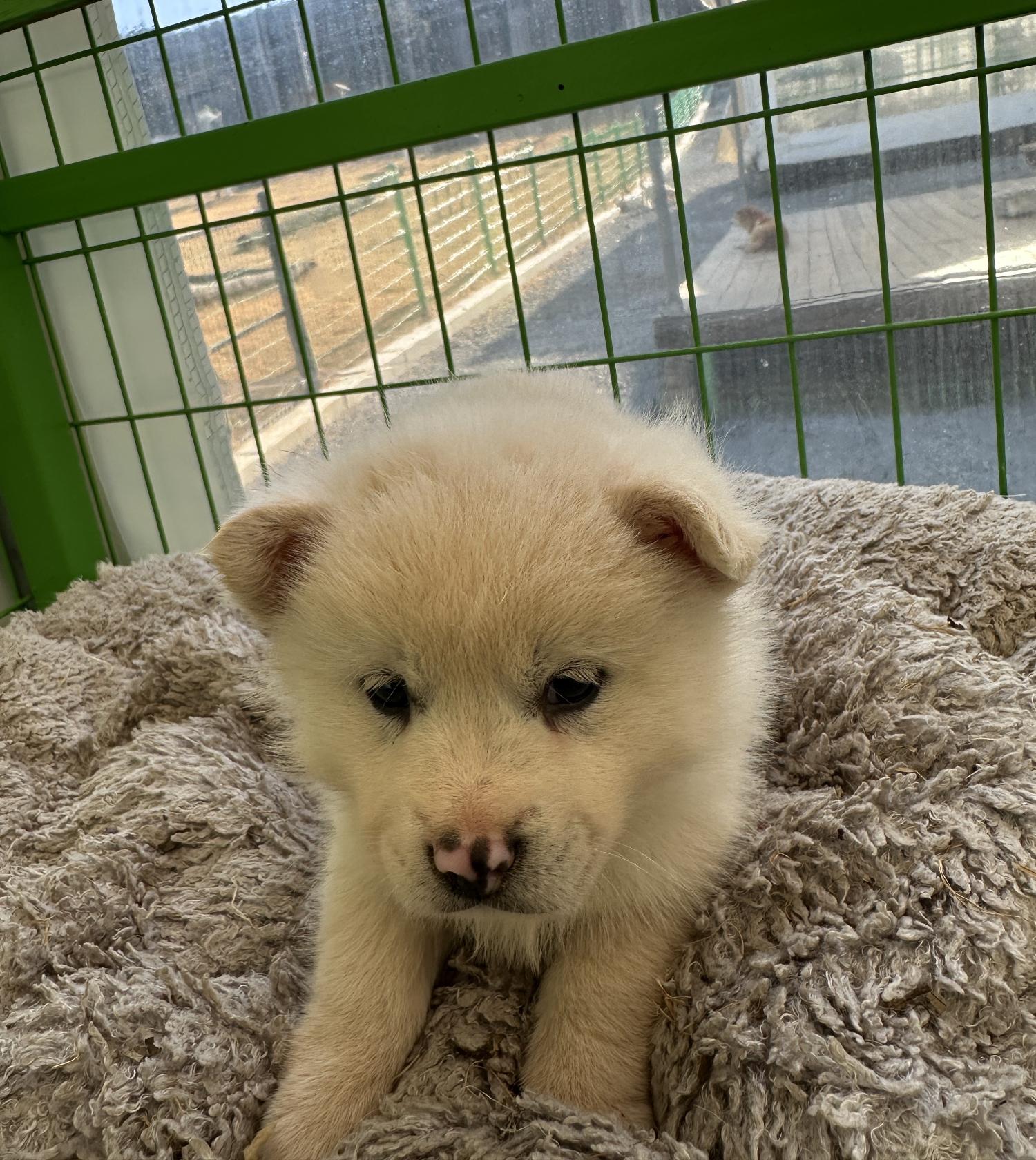 군산유기동물보호센터_445467202500126